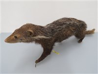 藏品(食蟹獴 )的圖片